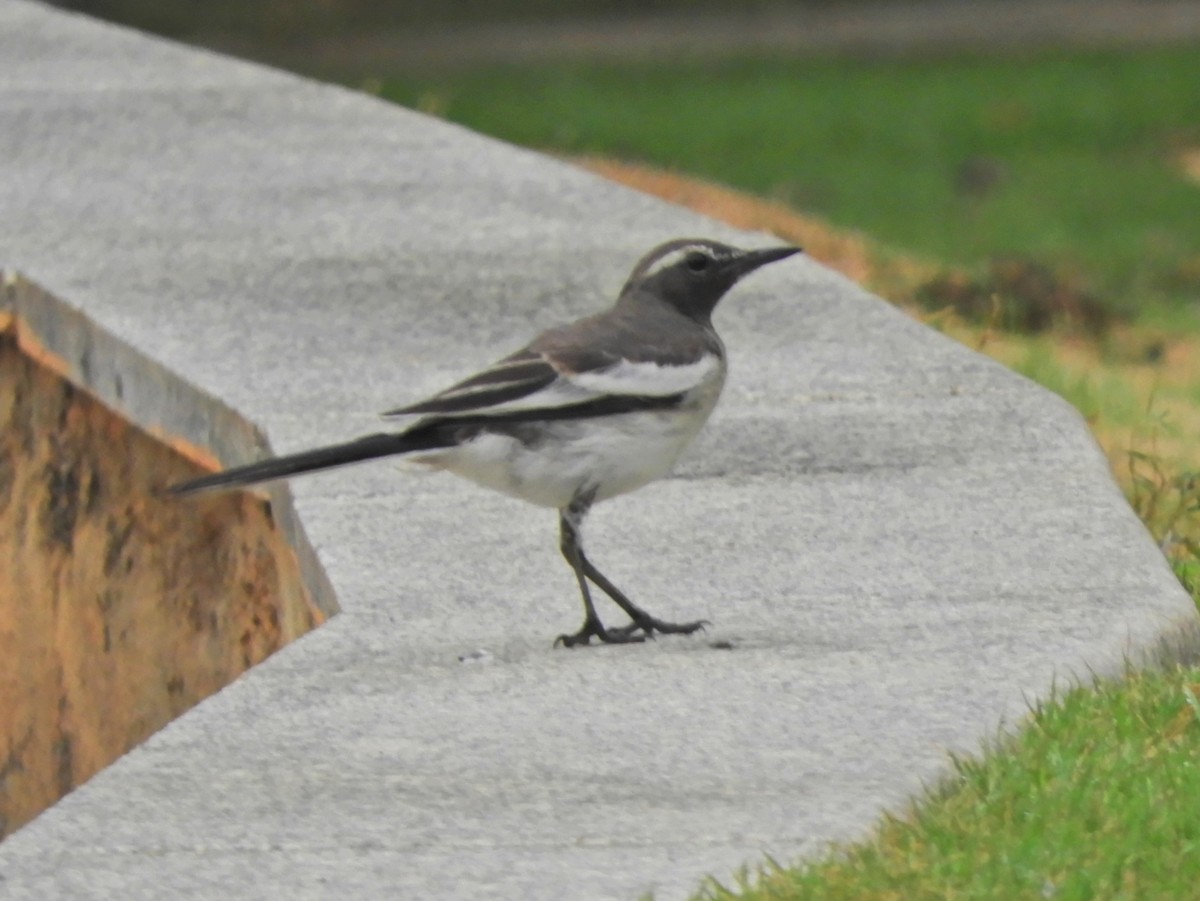 White-browed Wagtail - ML619283024