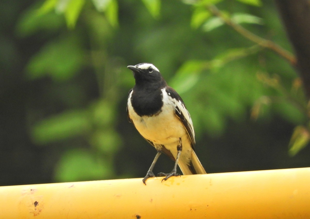 White-browed Wagtail - ML619283025