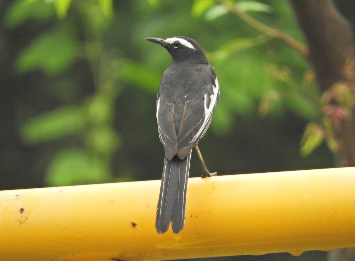 White-browed Wagtail - ML619283026