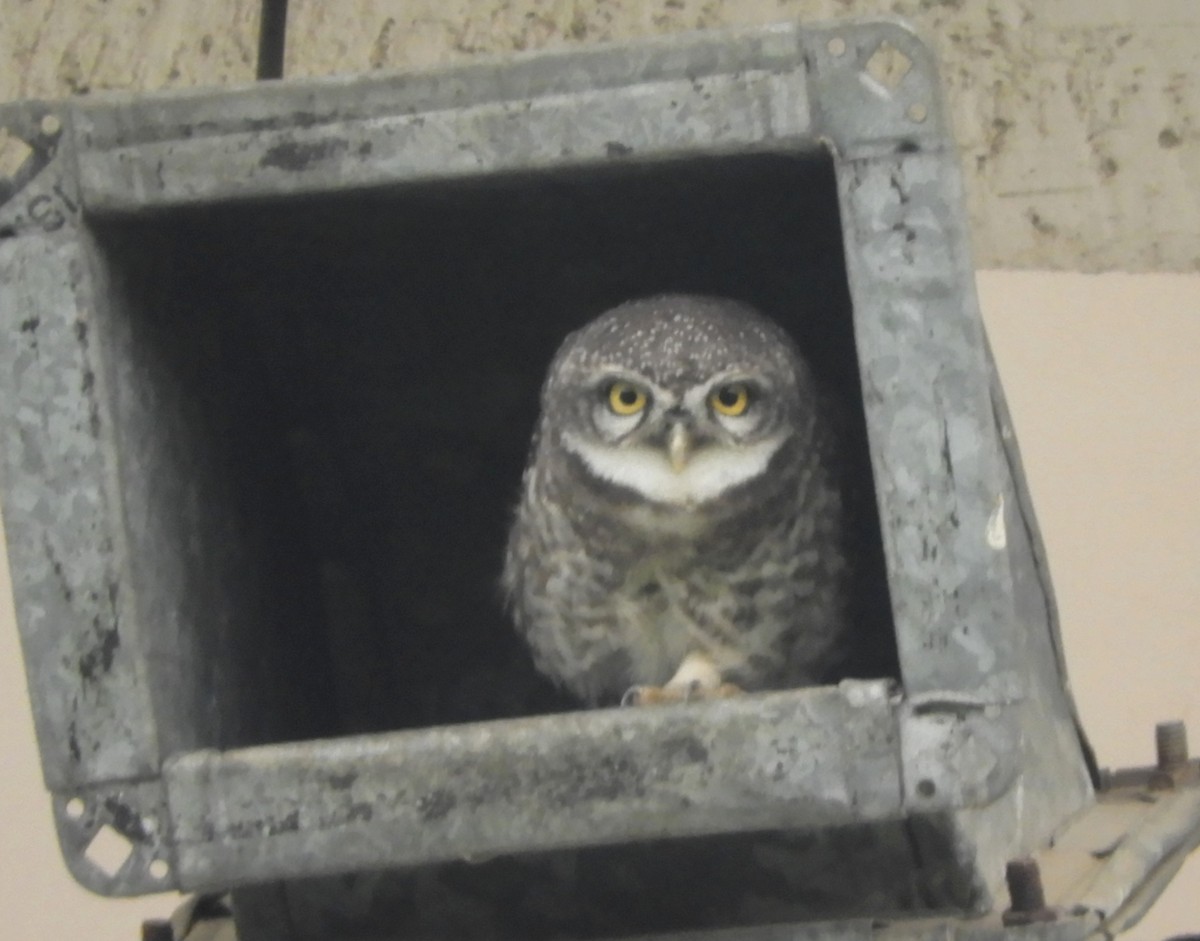 Spotted Owlet - ML619283072