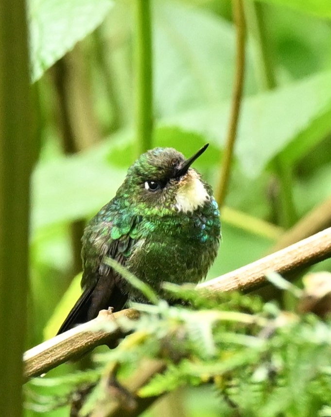 kolibřík turmalinový - ML619283136