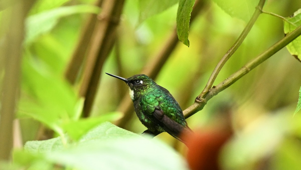 kolibřík turmalinový - ML619283137