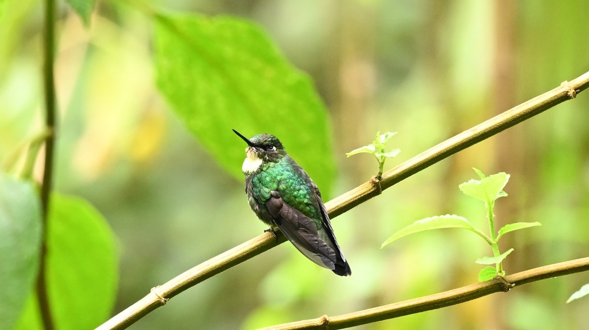 kolibřík turmalinový - ML619283138