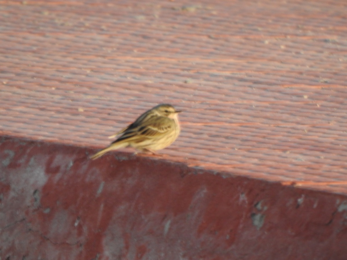 Rosy Pipit - ML619283257