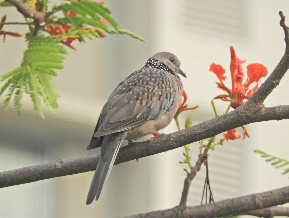 Spotted Dove - ML619283299