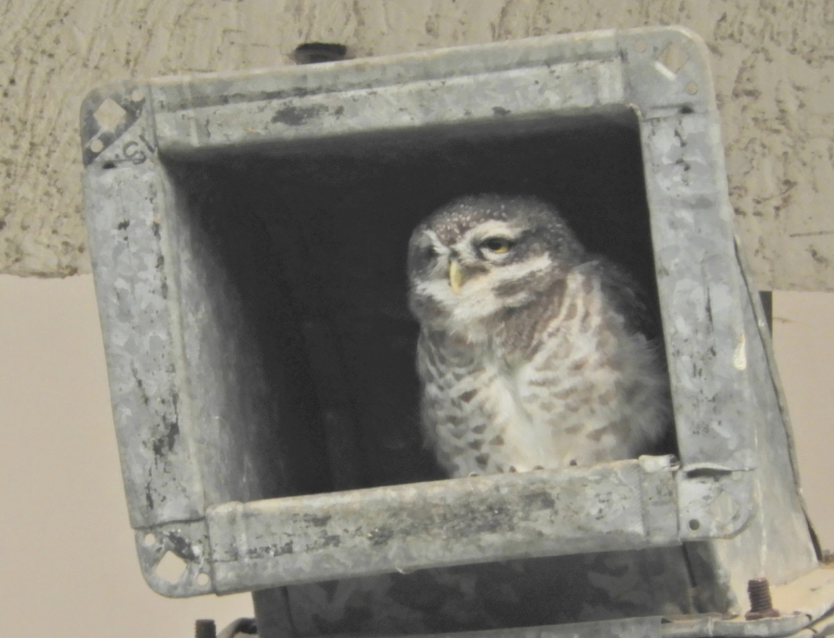 Spotted Owlet - ML619283331