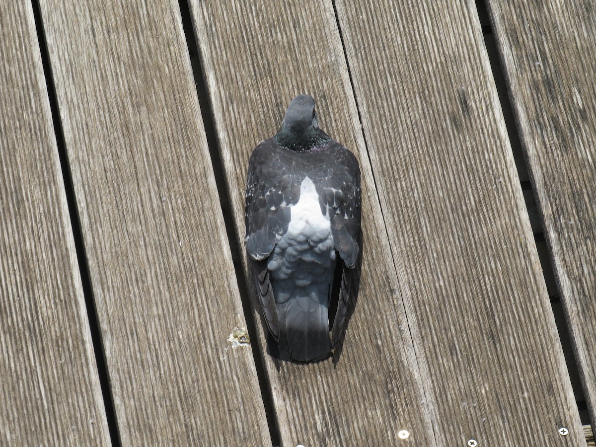 Rock Pigeon (Feral Pigeon) - ML619283379