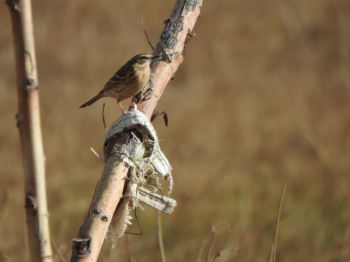 pipit sp. - ML619283407