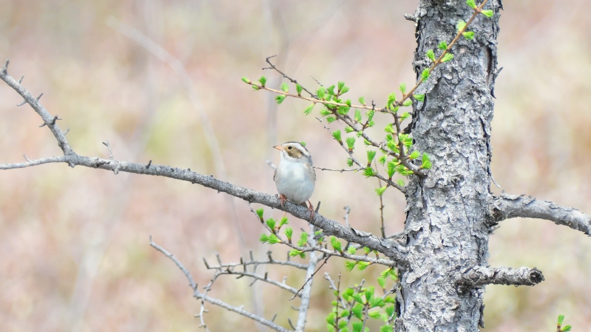 Clay-colored Sparrow - ML619283457