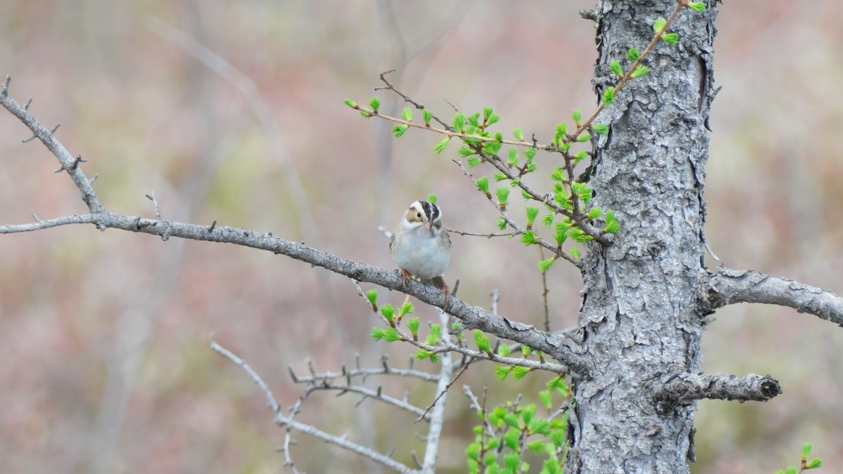 Clay-colored Sparrow - ML619283458