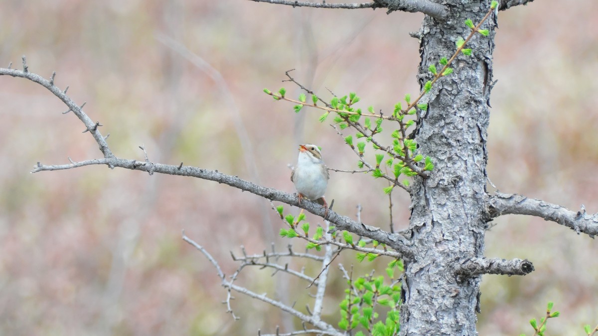 Clay-colored Sparrow - ML619283459