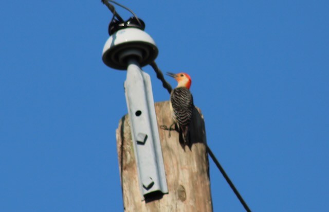 Red-bellied Woodpecker - ML619283490