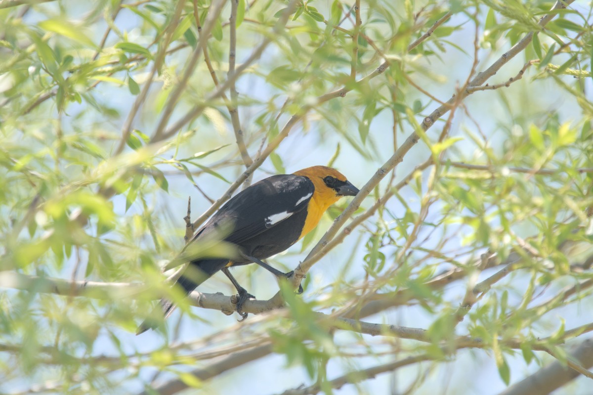 Yellow-headed Blackbird - ML619283514