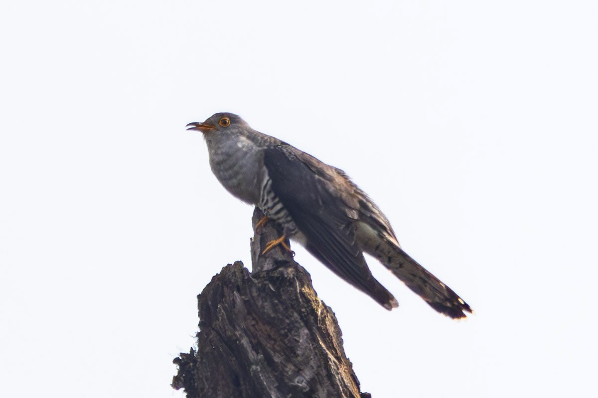 Himalayan Cuckoo - ML619283566