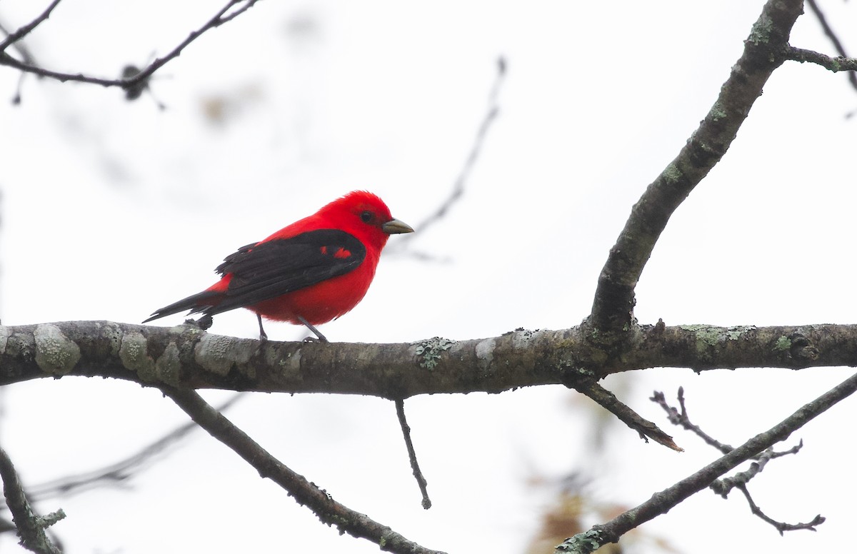 Scarlet Tanager - ML619283570