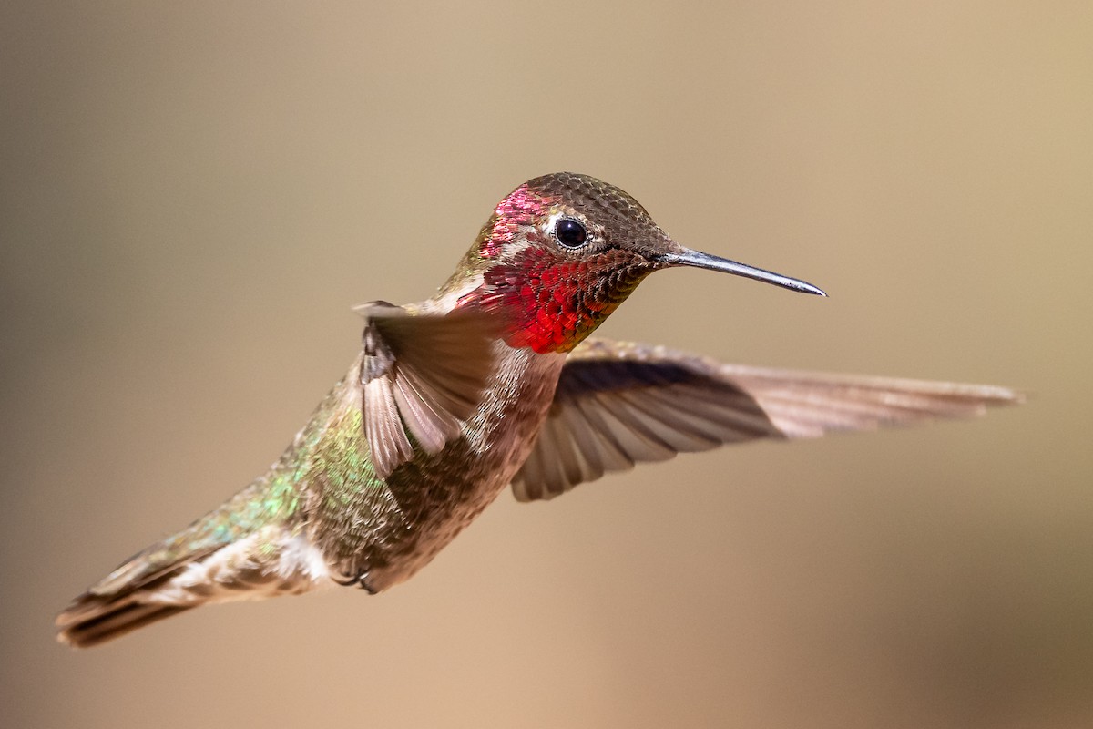Anna's Hummingbird - ML619283585