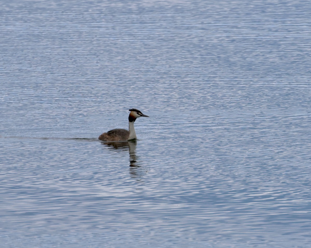 Great Crested Grebe - ML619283598
