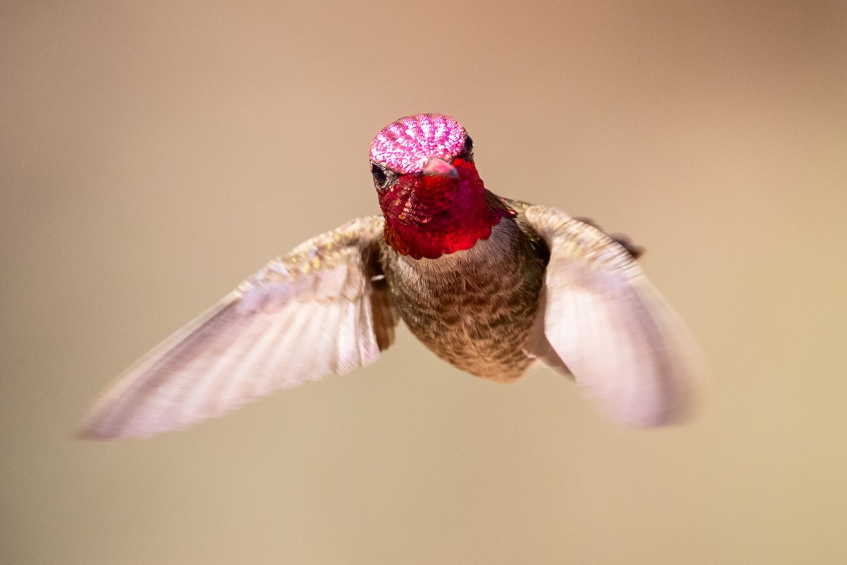 Anna's Hummingbird - ML619283625