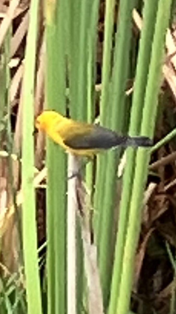 Prothonotary Warbler - ML619283630