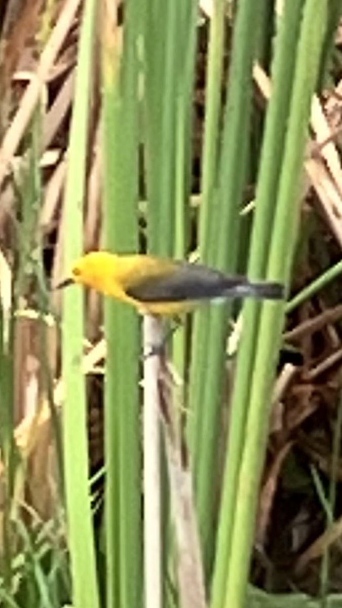 Prothonotary Warbler - ML619283631