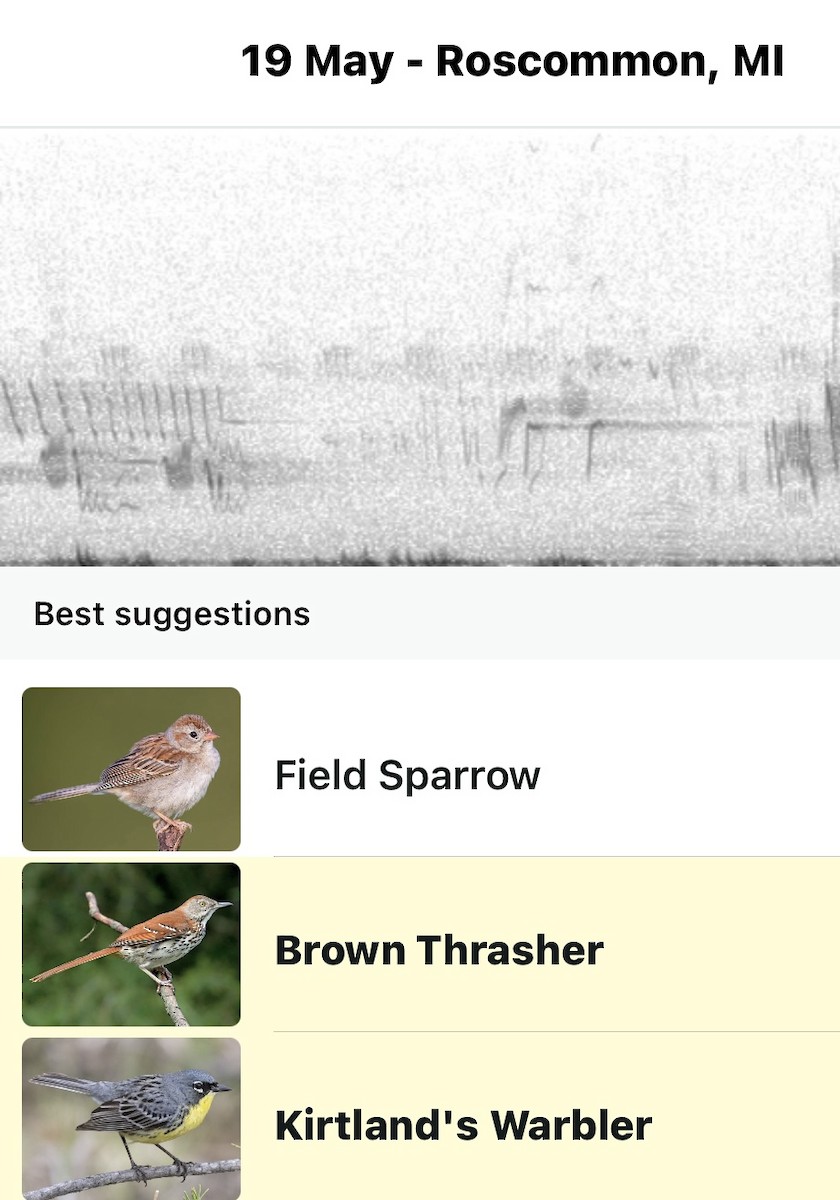 Brown Thrasher - ML619283700