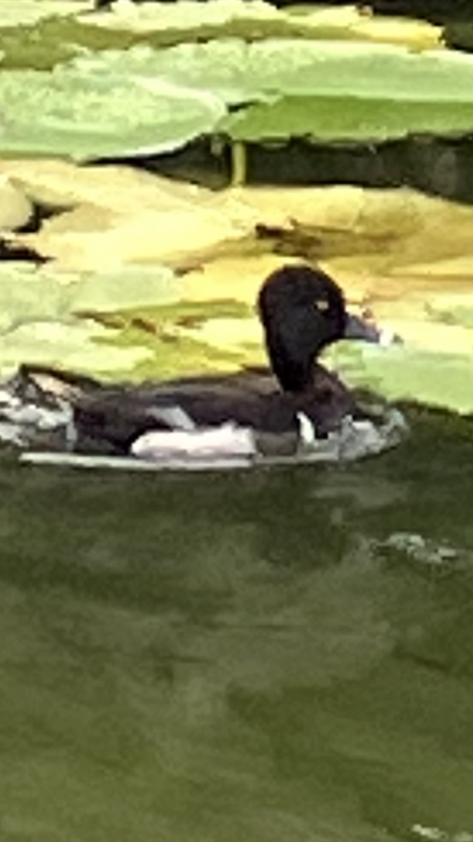 Ring-necked Duck - ML619283727