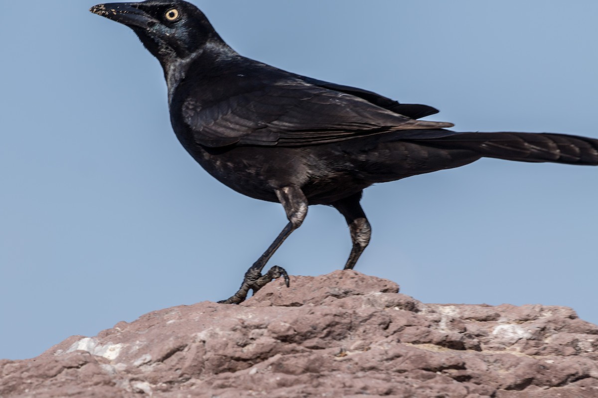 Great-tailed Grackle - ML619283761