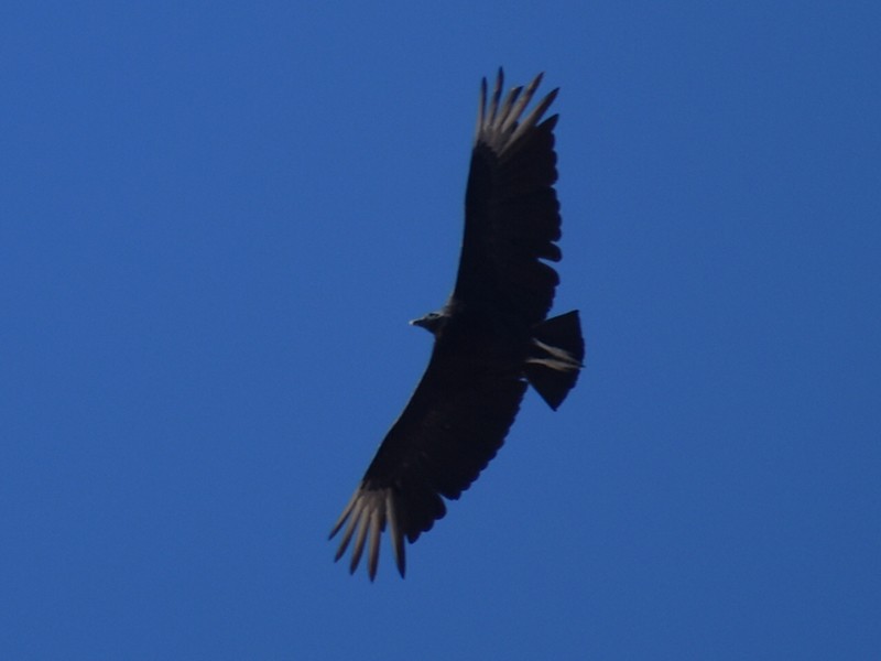 Black Vulture - ML619283860