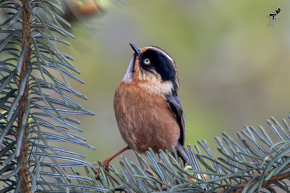 Black-browed Tit (Rufous-fronted) - ML619283889