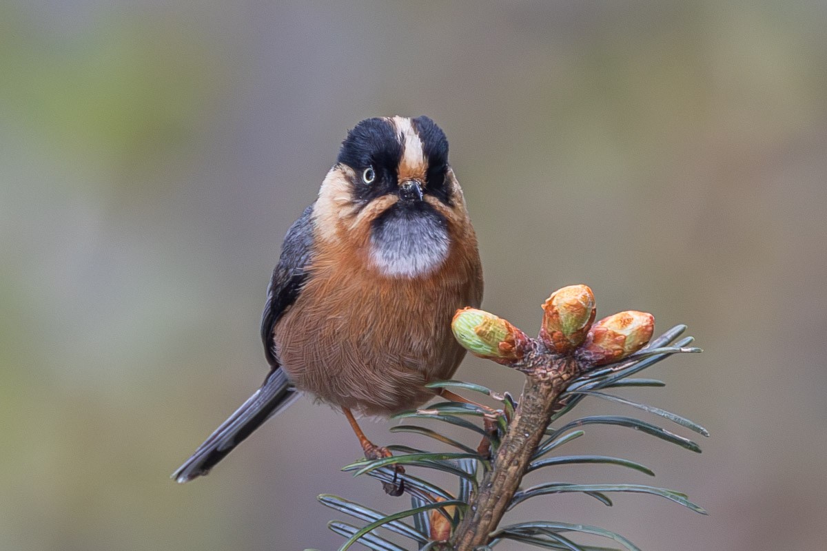 Black-browed Tit (Rufous-fronted) - ML619283890