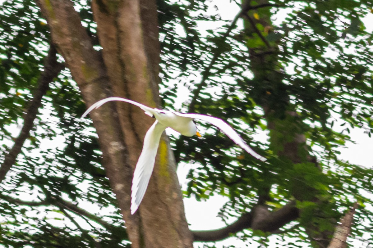 White-tailed Tropicbird - ML619283896