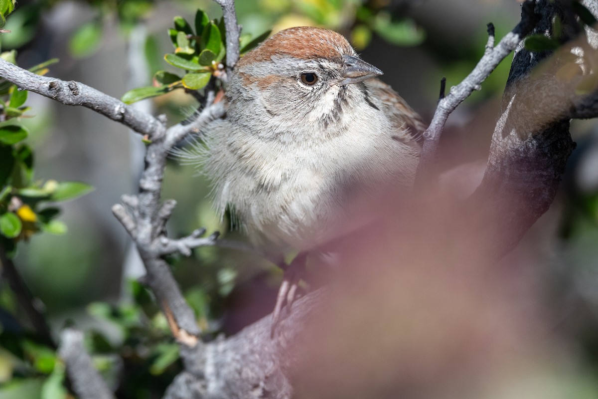 Rufous-crowned Sparrow - ML619283905