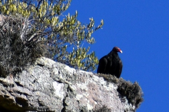 Turkey Vulture - ML619283908