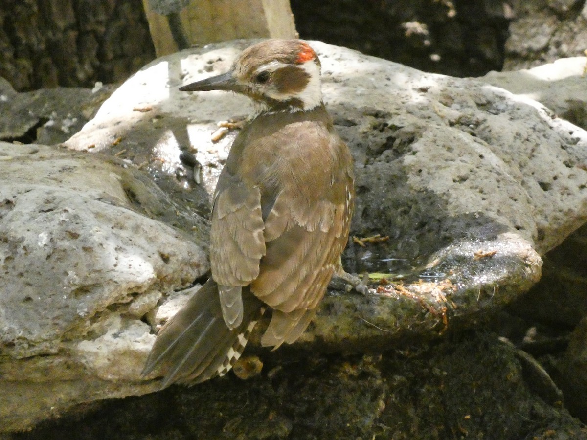Arizona Woodpecker - ML619283918