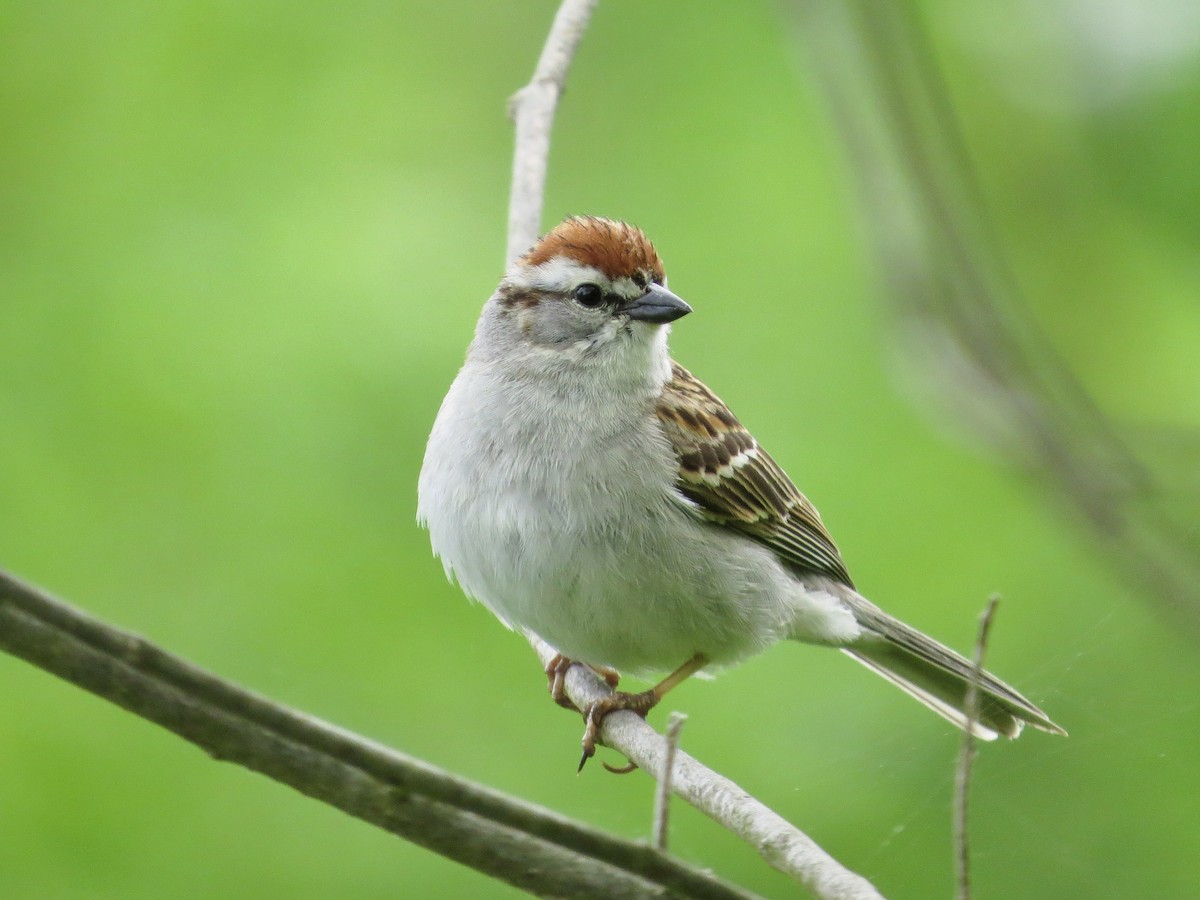 Chipping Sparrow - ML619284002