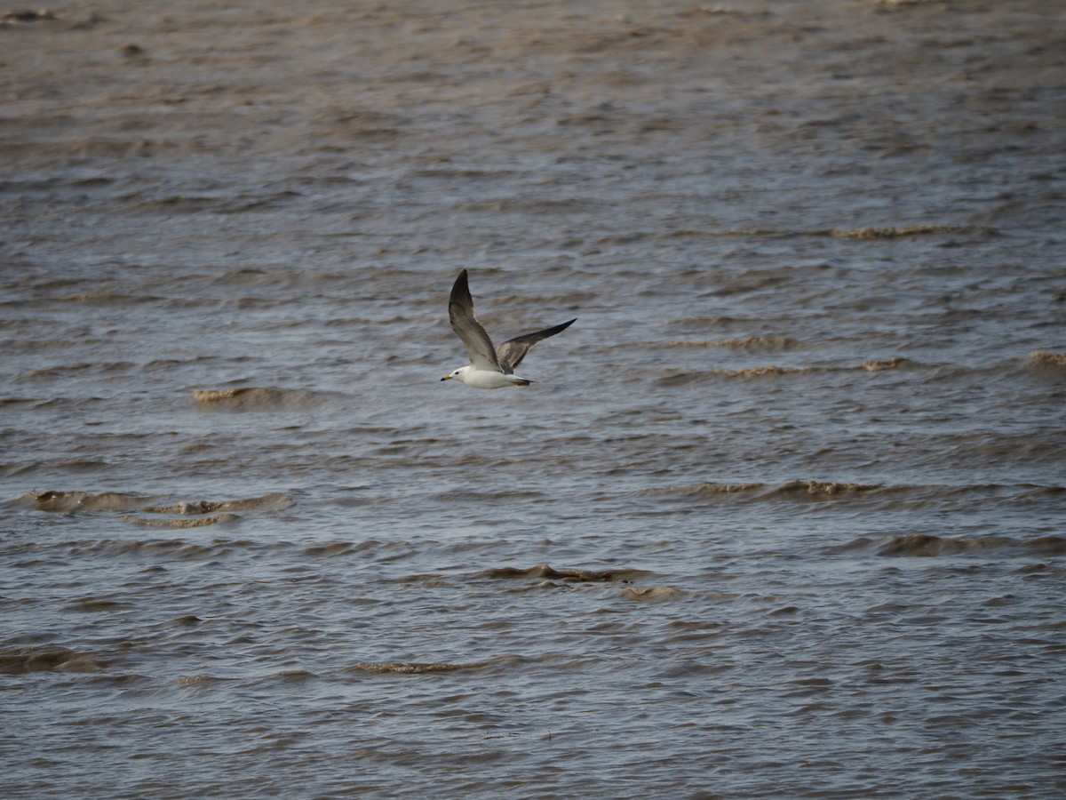 Black-tailed Gull - ML619284033