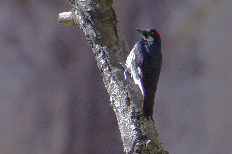 Acorn Woodpecker - ML619284059