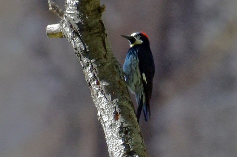 Acorn Woodpecker - ML619284060