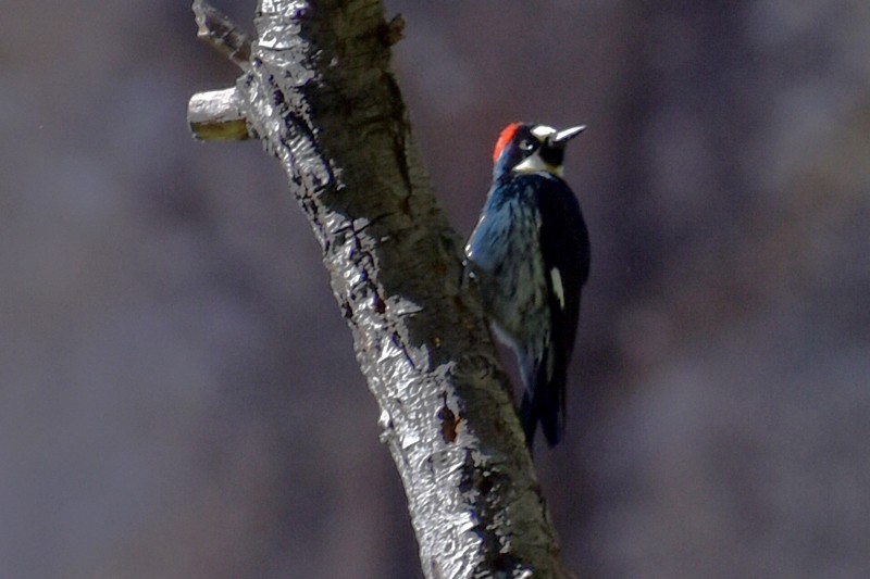 Acorn Woodpecker - ML619284061