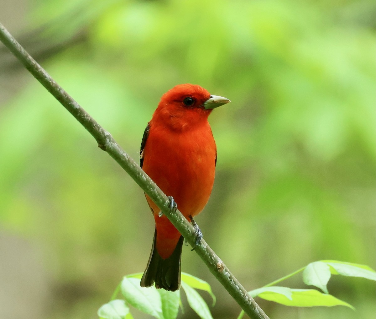 Scarlet Tanager - ML619284090