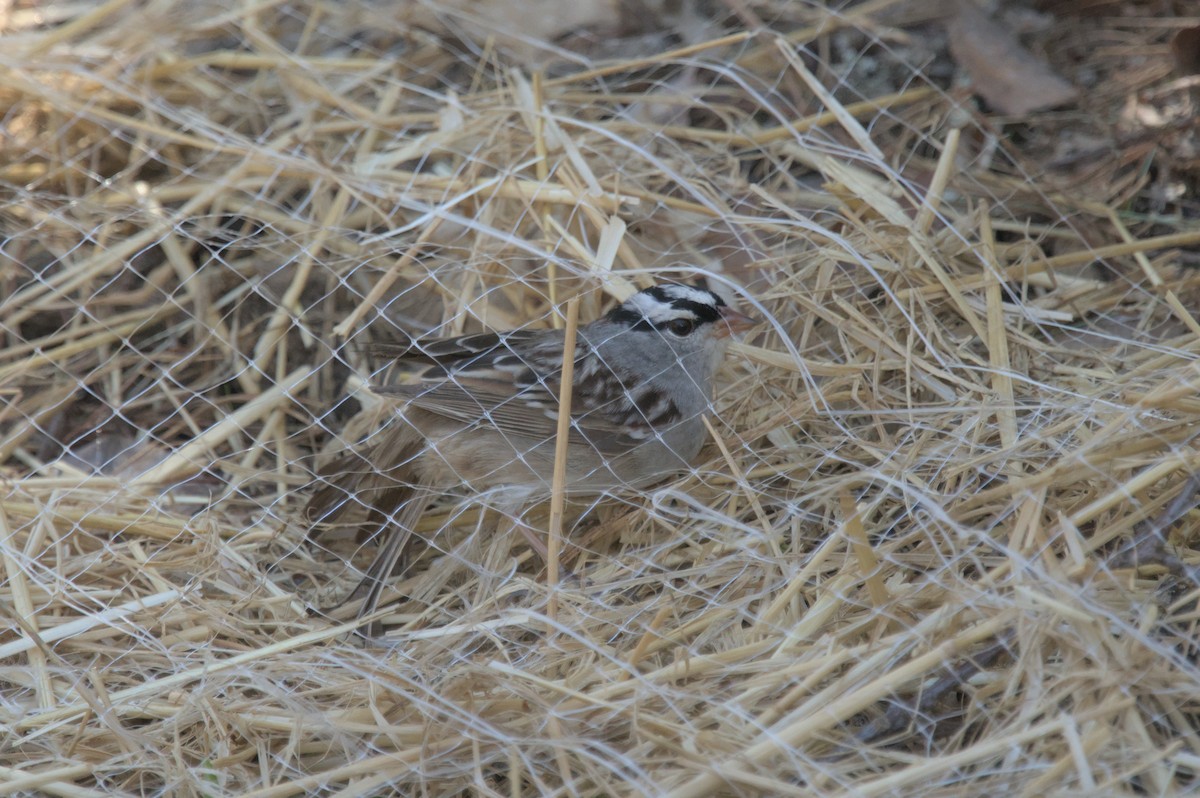 White-crowned Sparrow - ML619284124