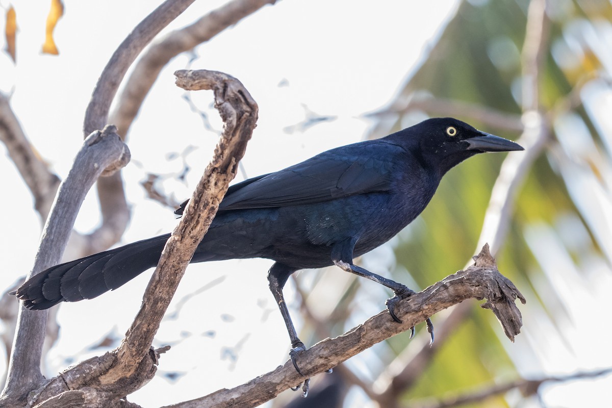 Great-tailed Grackle - ML619284127