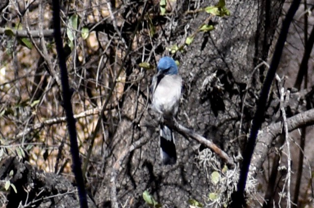 Mexican Jay - ML619284151