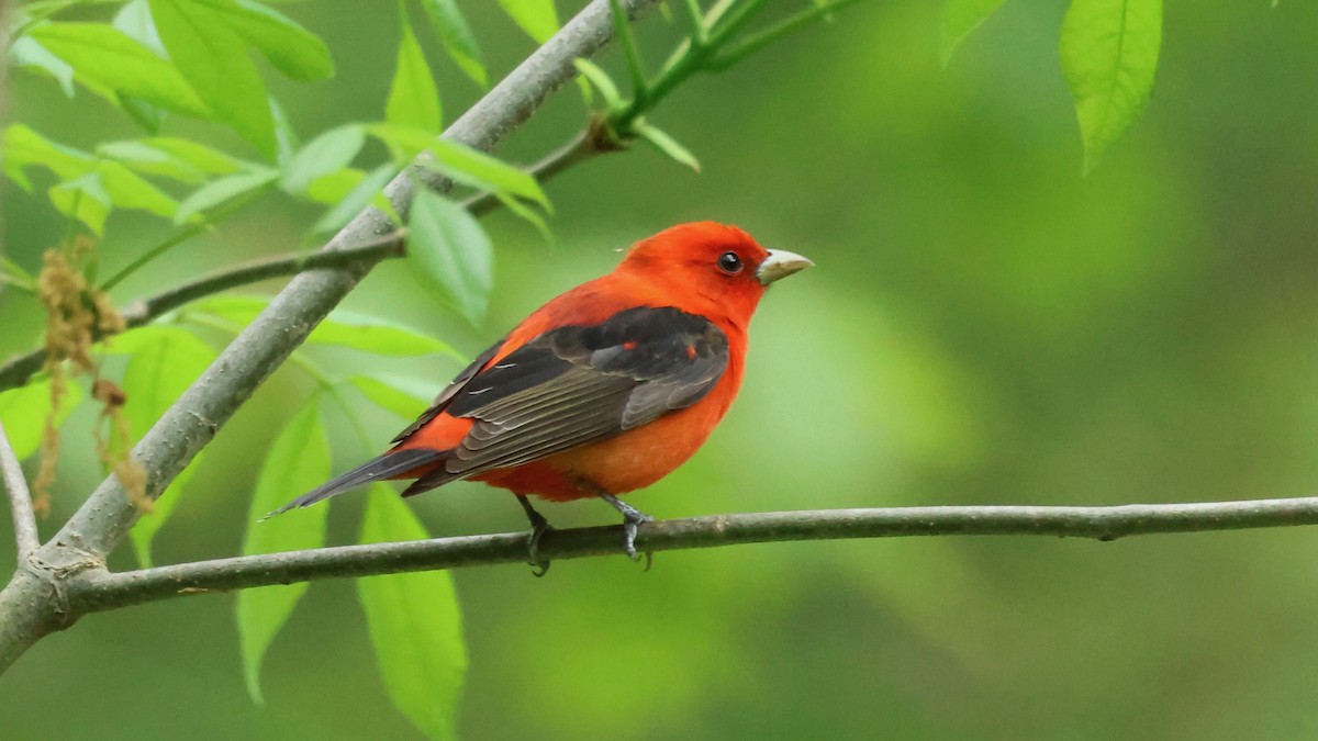 Scarlet Tanager - ML619284152