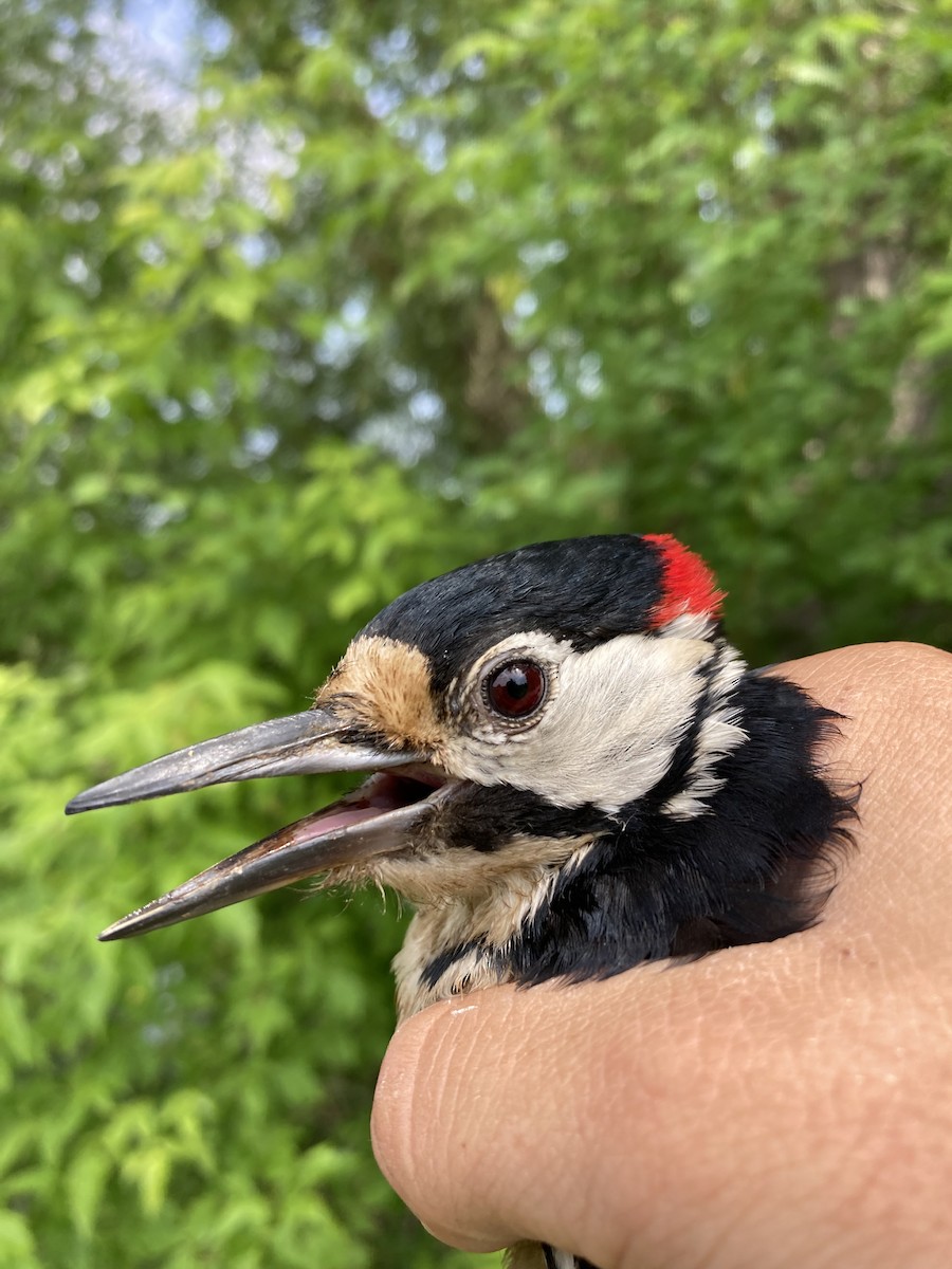 Great Spotted Woodpecker - ML619284153