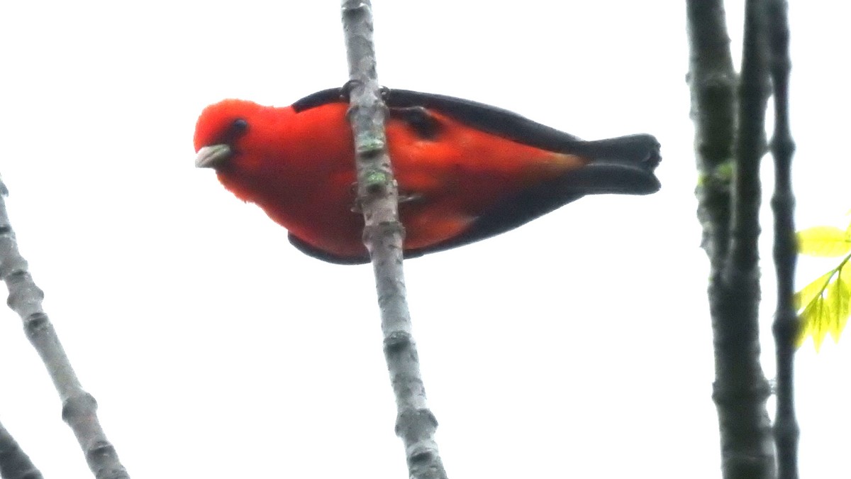 Scarlet Tanager - ML619284193