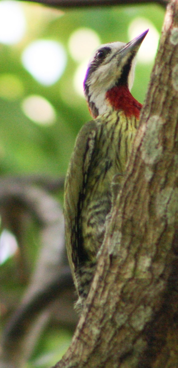 Cuban Green Woodpecker - ML619284200
