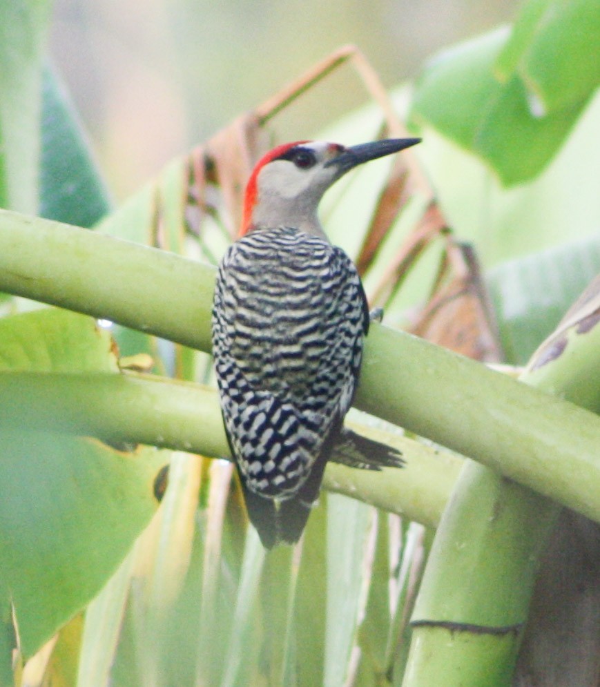 West Indian Woodpecker - ML619284233