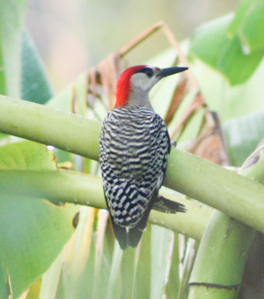 West Indian Woodpecker - ML619284234