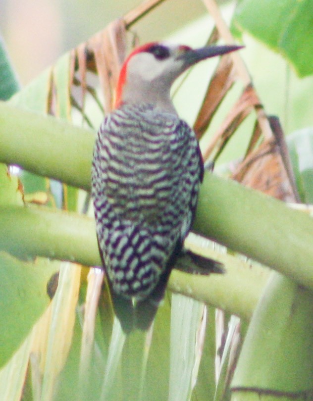 West Indian Woodpecker - ML619284235